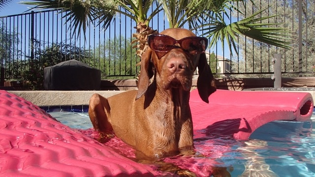 summer dog summer dog