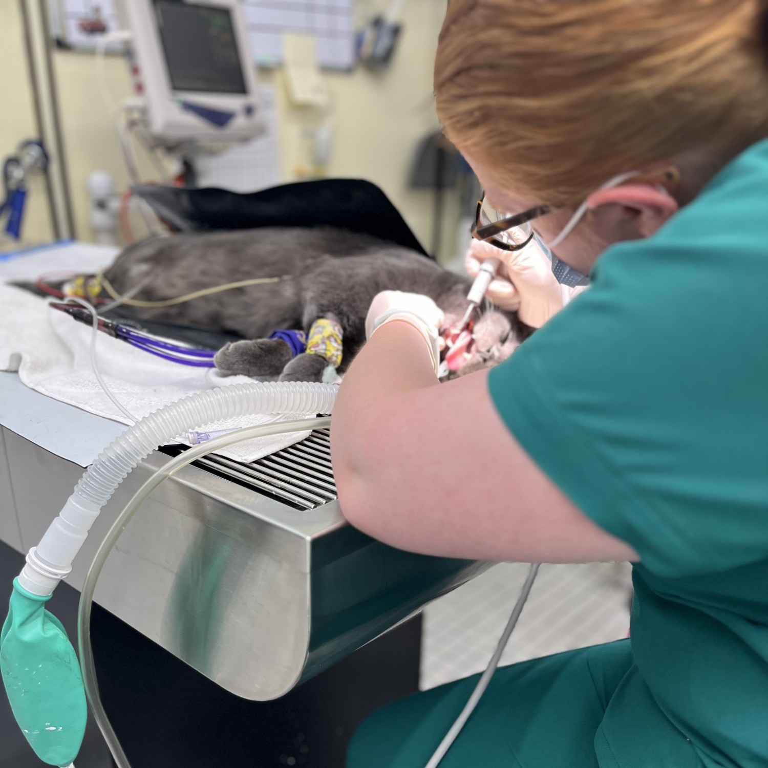 Cat Receiving Dental Work