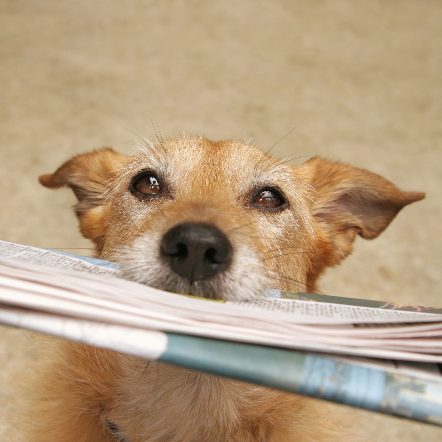 Dog Holding a Newspaper